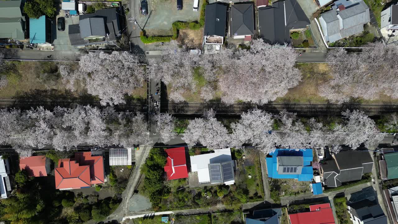 Flying over typical Japanese village with cherry blossom trees in full bloom
