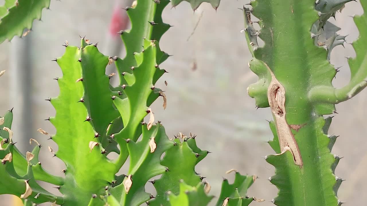Detailed view of green, spiky cactus stems with sharp edges and natural texture.