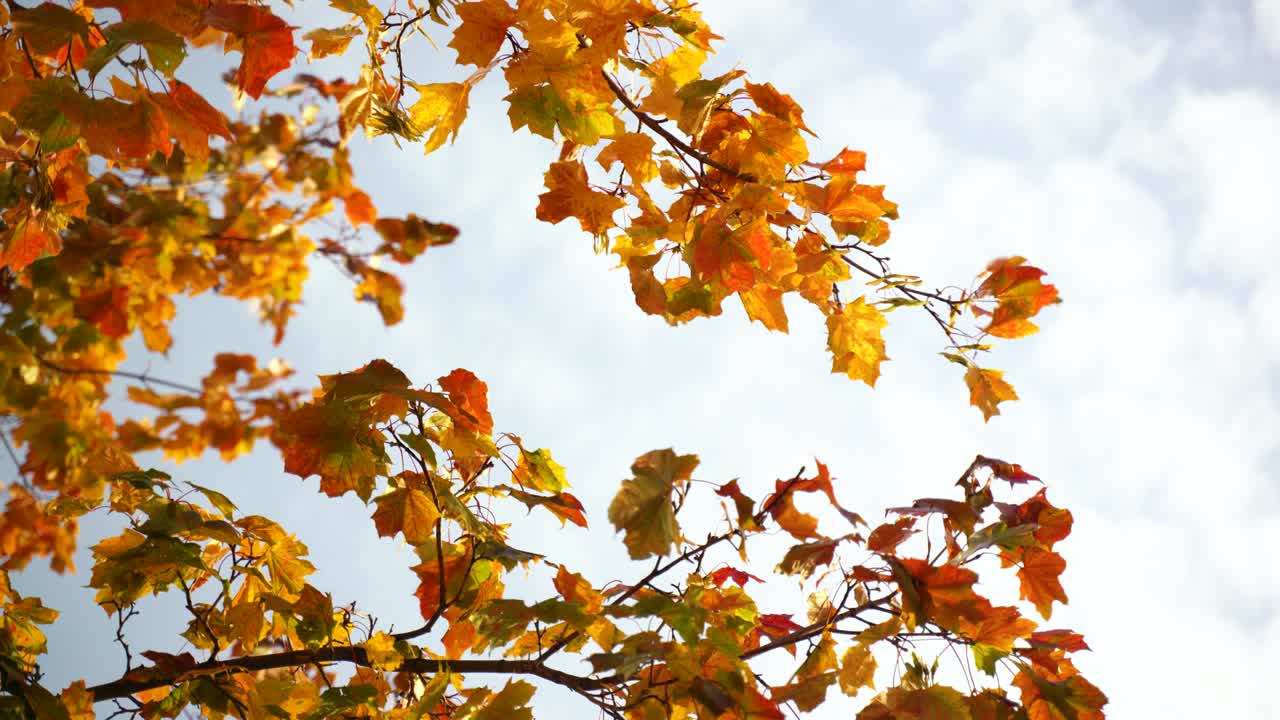 바람에 흔들리는 가을 잎.
