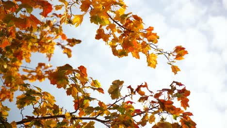 autumn leaves waving in wind.