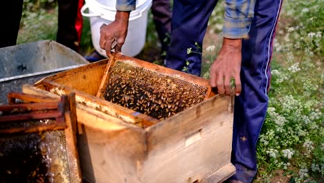 frames of a beehive, beekeeper harvesting honey, the beekeeper checks the hive, looks at bees in the sun