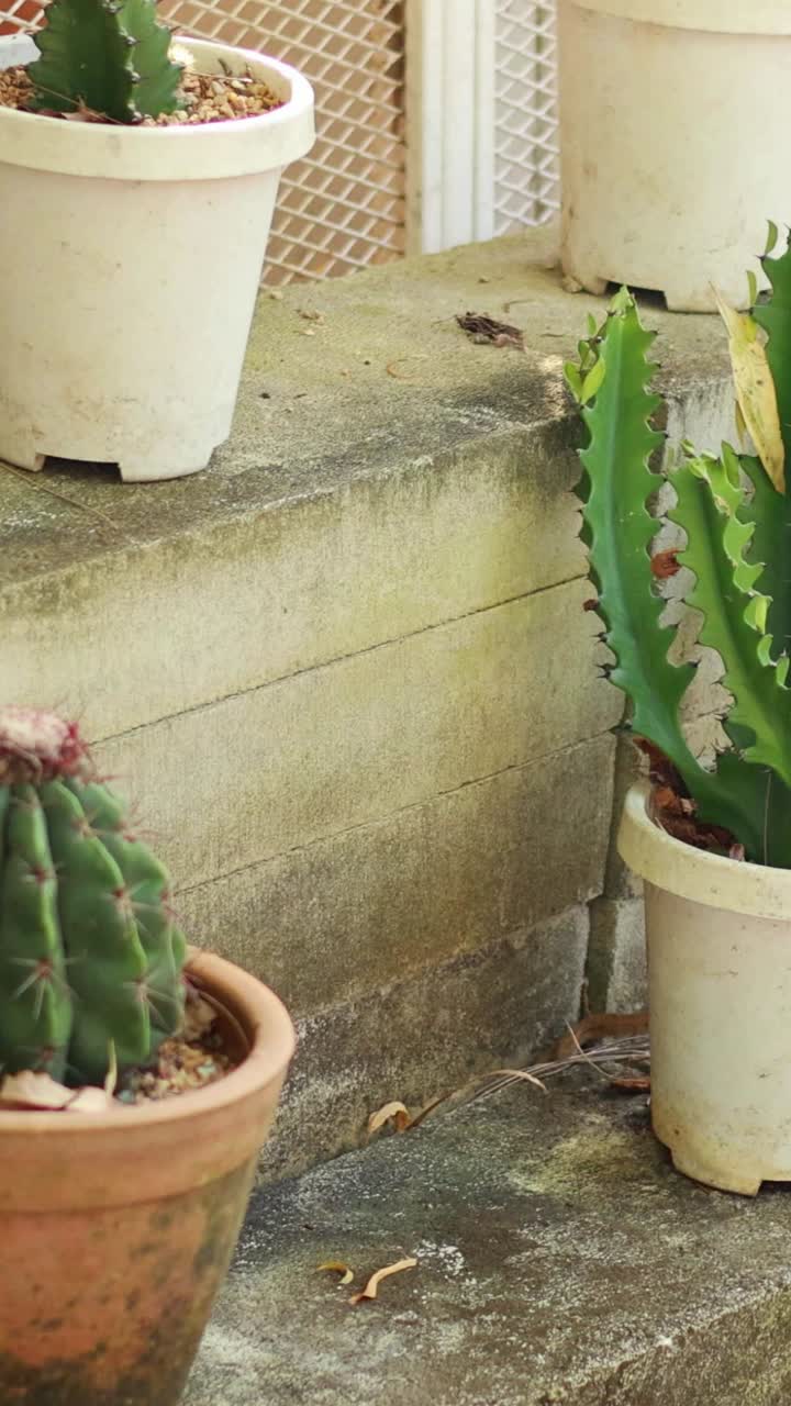 cactus en macetas dispuestos en escalones de piedra al aire libre