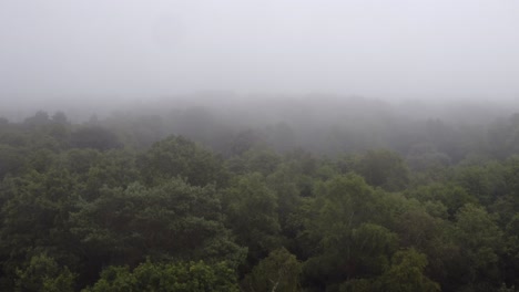 Drohnen-Luftaufnahme-Verfolgt-Rückwärts-über-Bäume-In-Dichtem-Nebel-Und-Nebel