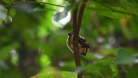 黑黃大 (eurylaimus ochromalus),泰國卡恩克拉<unk> (kaeng krachan) 的新生鳥