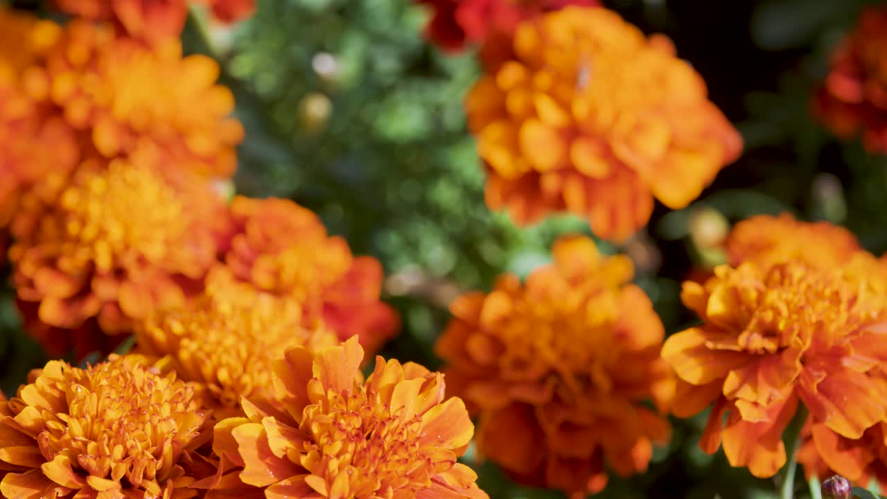 Camera slowly pans across blooming orange marigolds in bright daylight, shallow depth of field