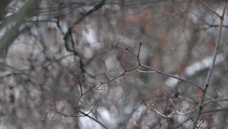 Día-Ventoso-De-Invierno-De-Cerca