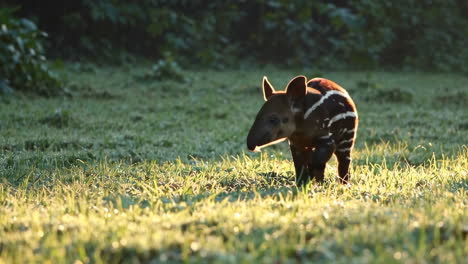 baby tapir grazing in morning light