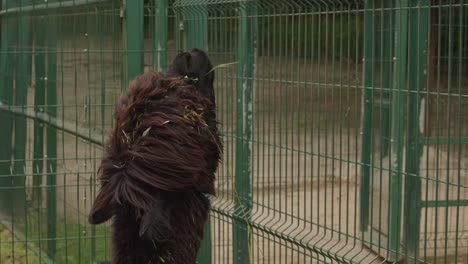 primer plano de alpaca joven dentro de la jaula en el zoológico