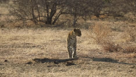plano amplio de un leopardo caminando sobre la hierba seca antes de detenerse y mirar hacia un lado, mashatu botswana