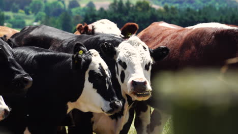 Close-up-of-beef-cattle--herd-chewing-in-paddock