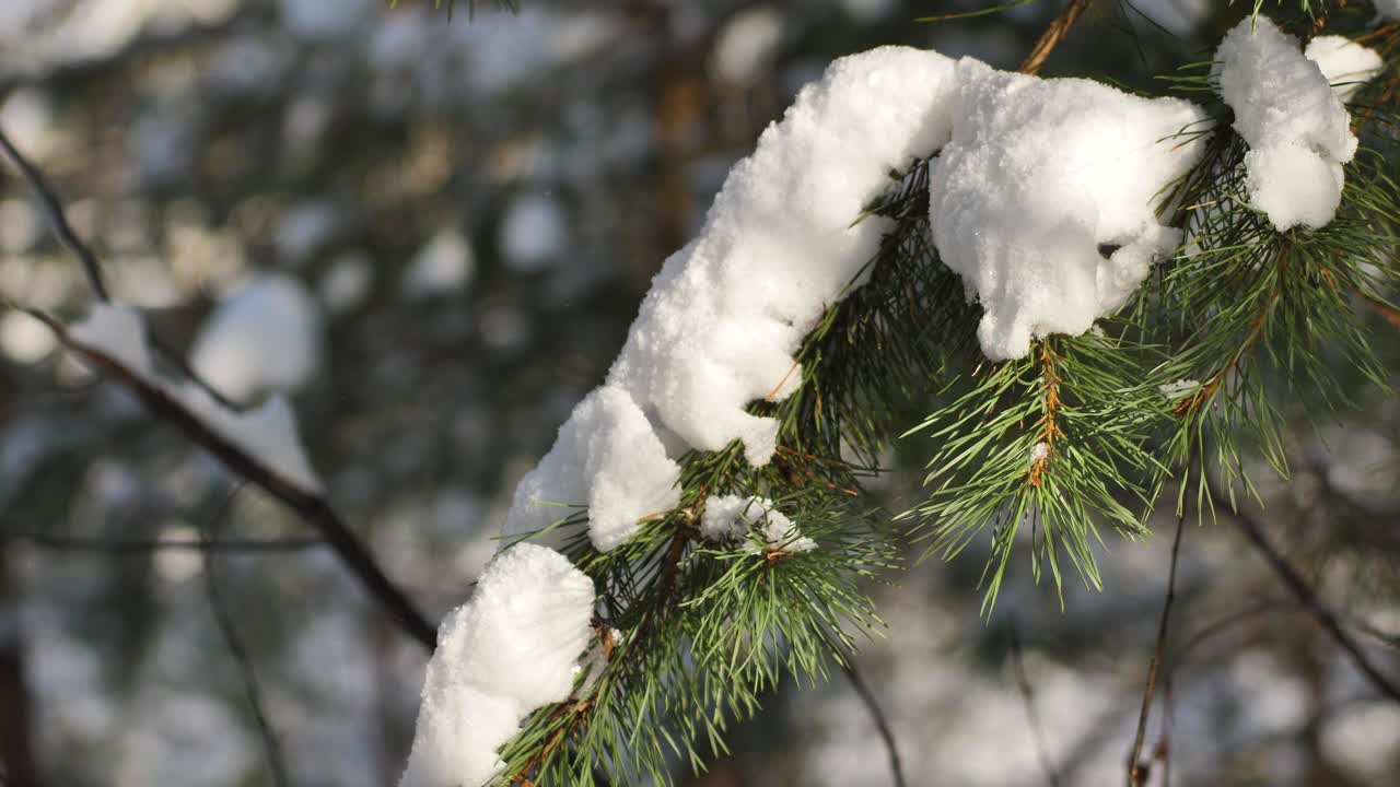 La neve in una giornata di sole giace sui rami di pino