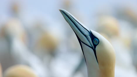 Northern-gannet-face-close-up-in-4k-60fps-slow-motion-taken-at-ile-Bonaventure-in-Percé,-Québec,-Gaspésie,-Canada