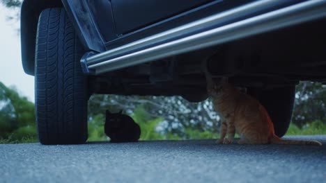 Two-stray-cats-sitting-under-fancy-car-in-the-street