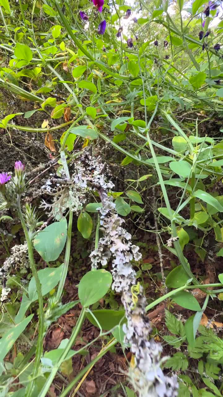 Close-up view of forest undergrowth with plants, vines, and moss