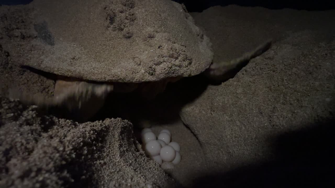 Sea turtle hawksbill species dig hole puts eggs inside sand beach Persian Gulf baby new tiny nestling birth night conservation Dubai wildlife hatchling seaside nature crawl instinct journey ocean wave