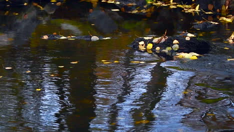 slow motion footage of spawning brown trouts in finnish wilderness