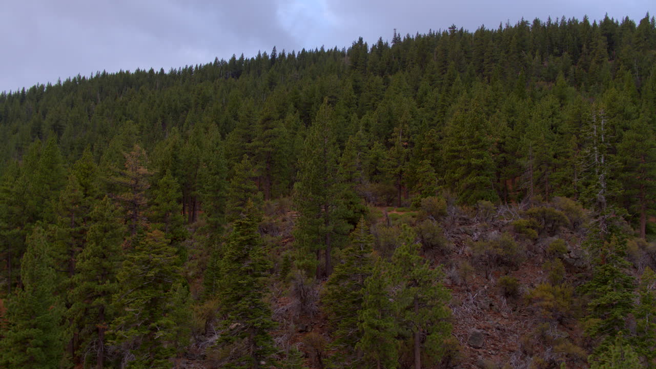 Douglas Fir trees covering the side of a mountain with a tilt up to sky and ridge