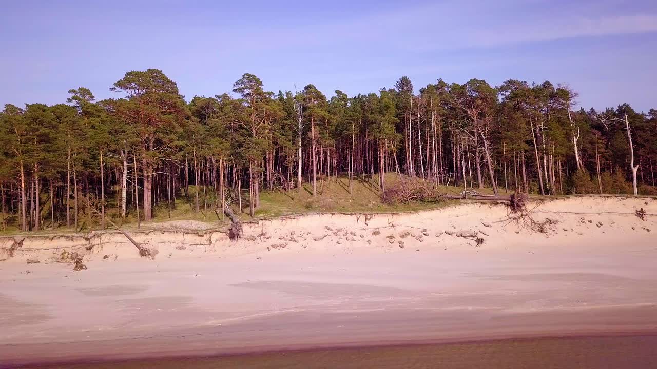 Luchtfoto van de Baltische Zeekust op een zonnige dag, steile zeeduinen beschadigd door golven, gebroken dennenbomen, kusterosie, klimaatveranderingen, groothoek drone-dollyshot naar rechts bewegend