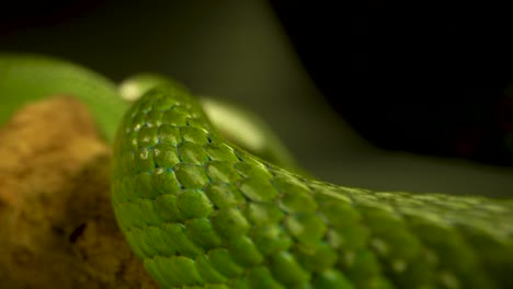 close-up of green snake scales