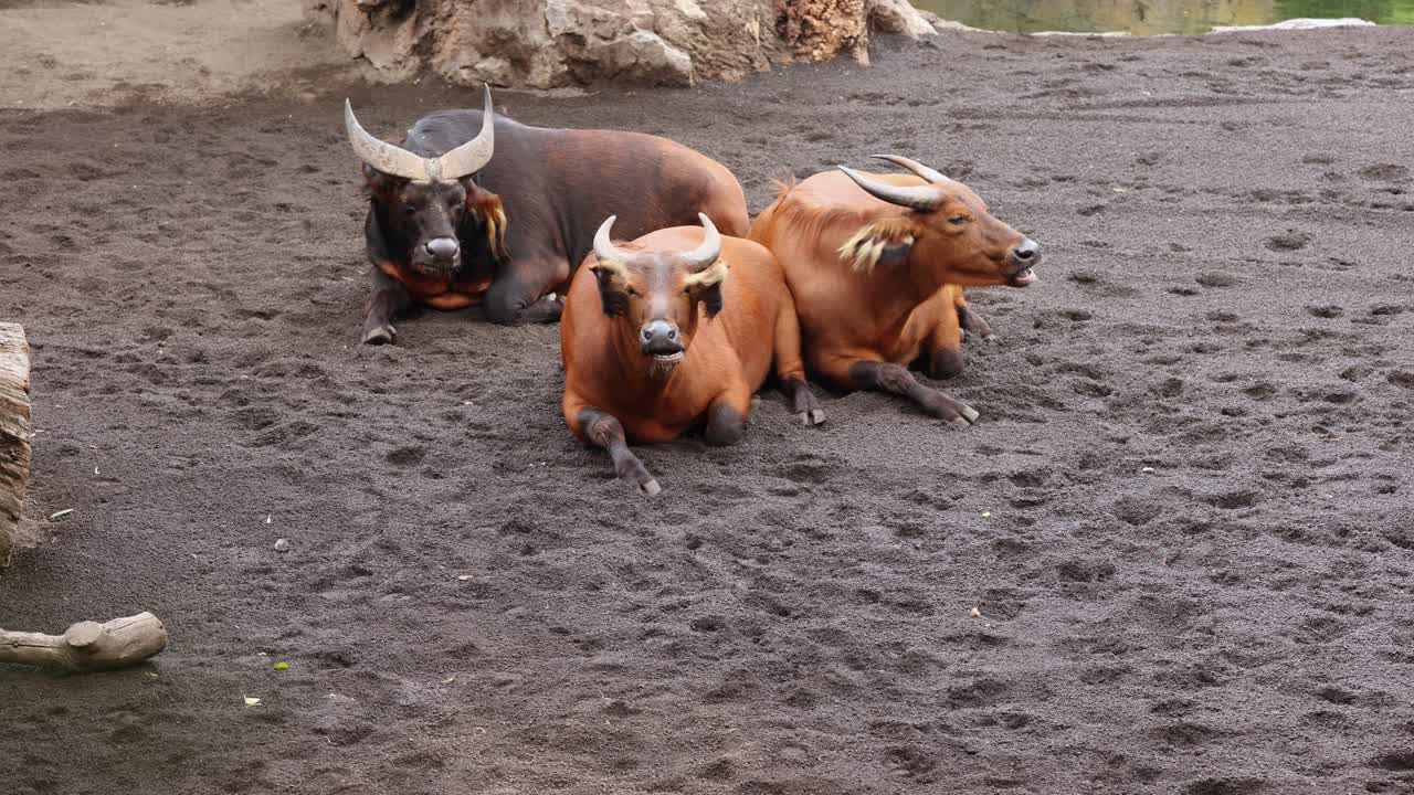 아프리카 숲 버팔로, syncerus caffer nanus, 드워프 버팔로 또는 콩고 버팔로라고도 함