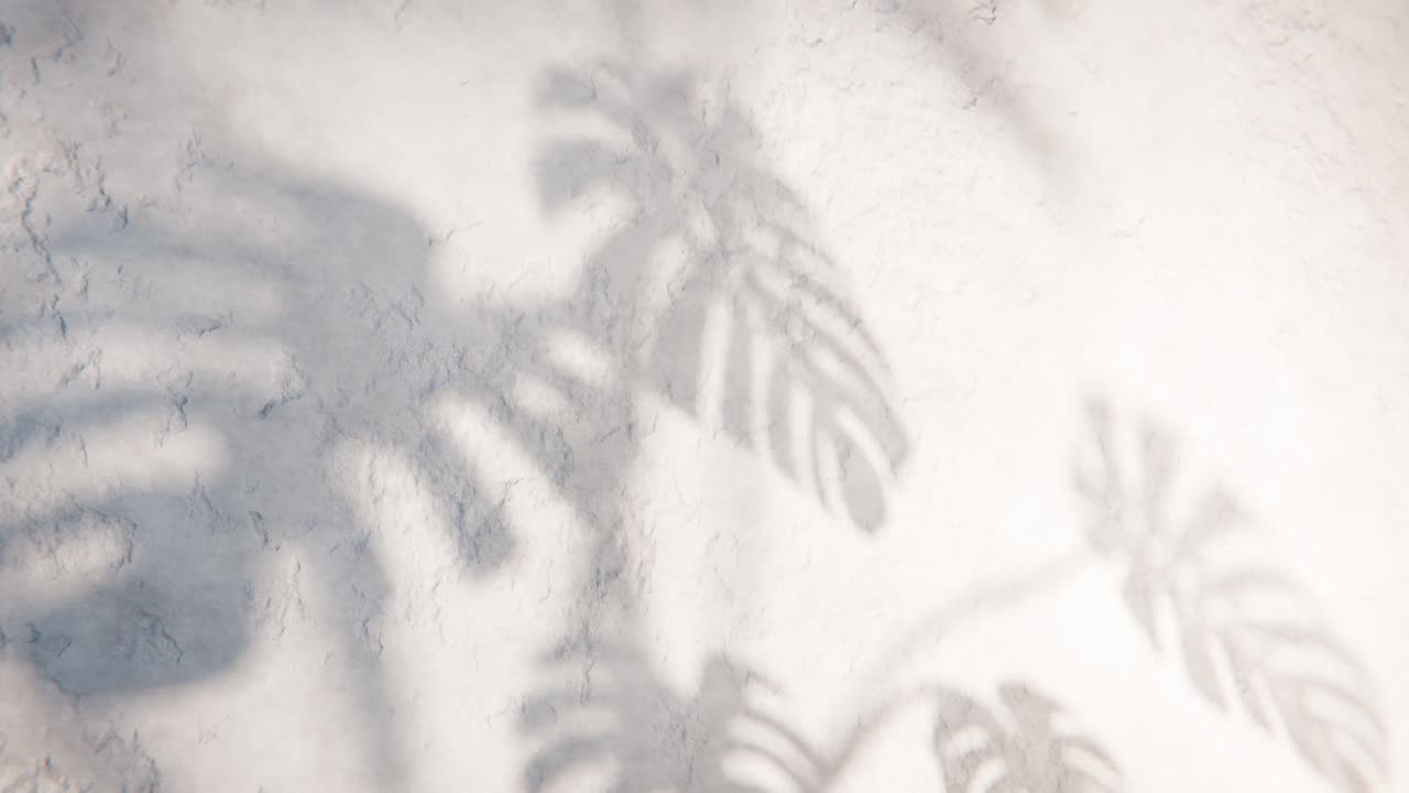 Moving Monstera Leaf Shadows on a White Wall Background