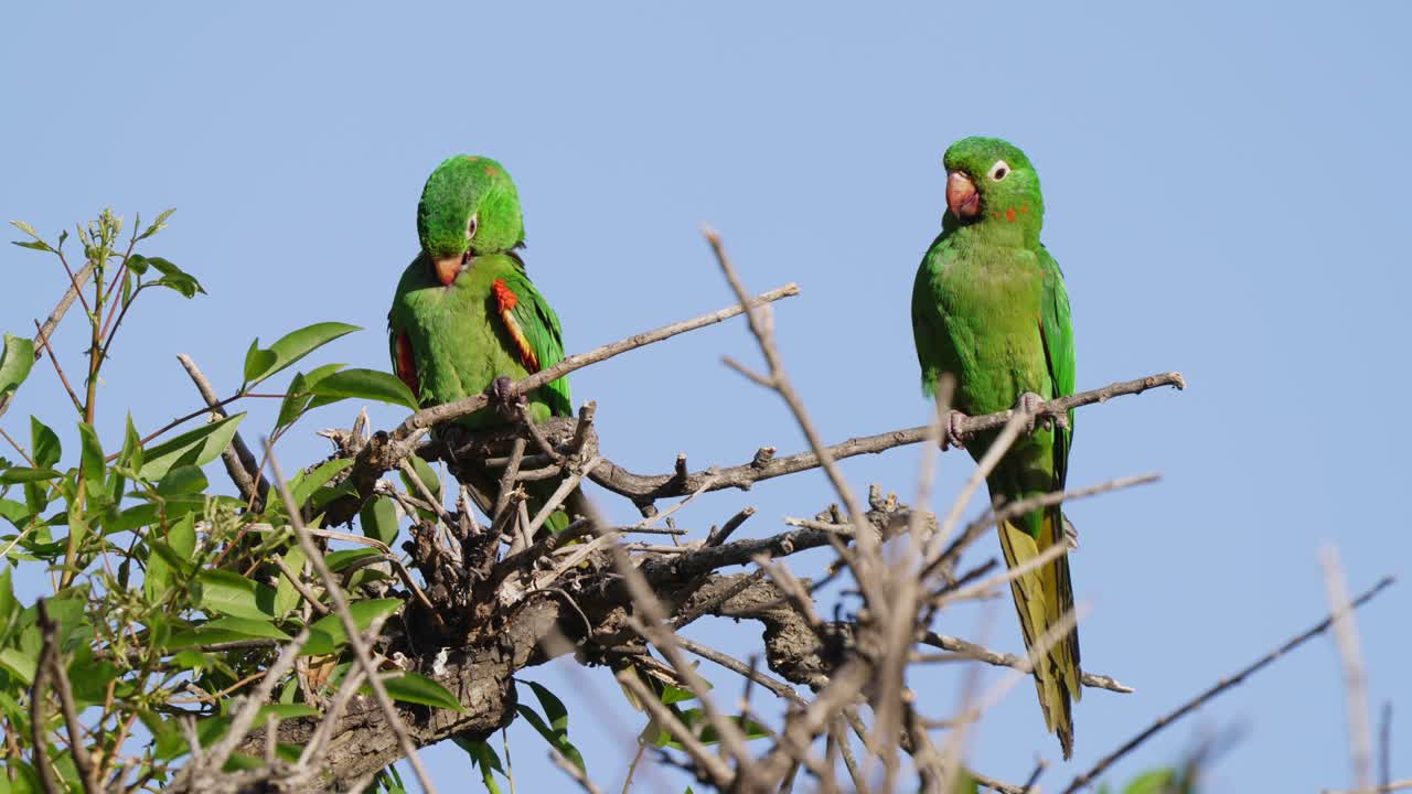 Two shy love birds of white-eyed parakeet, psittacara leucophthalmus perched side by side on tree top, one preening its beautiful green feathers on the breast against blue sky