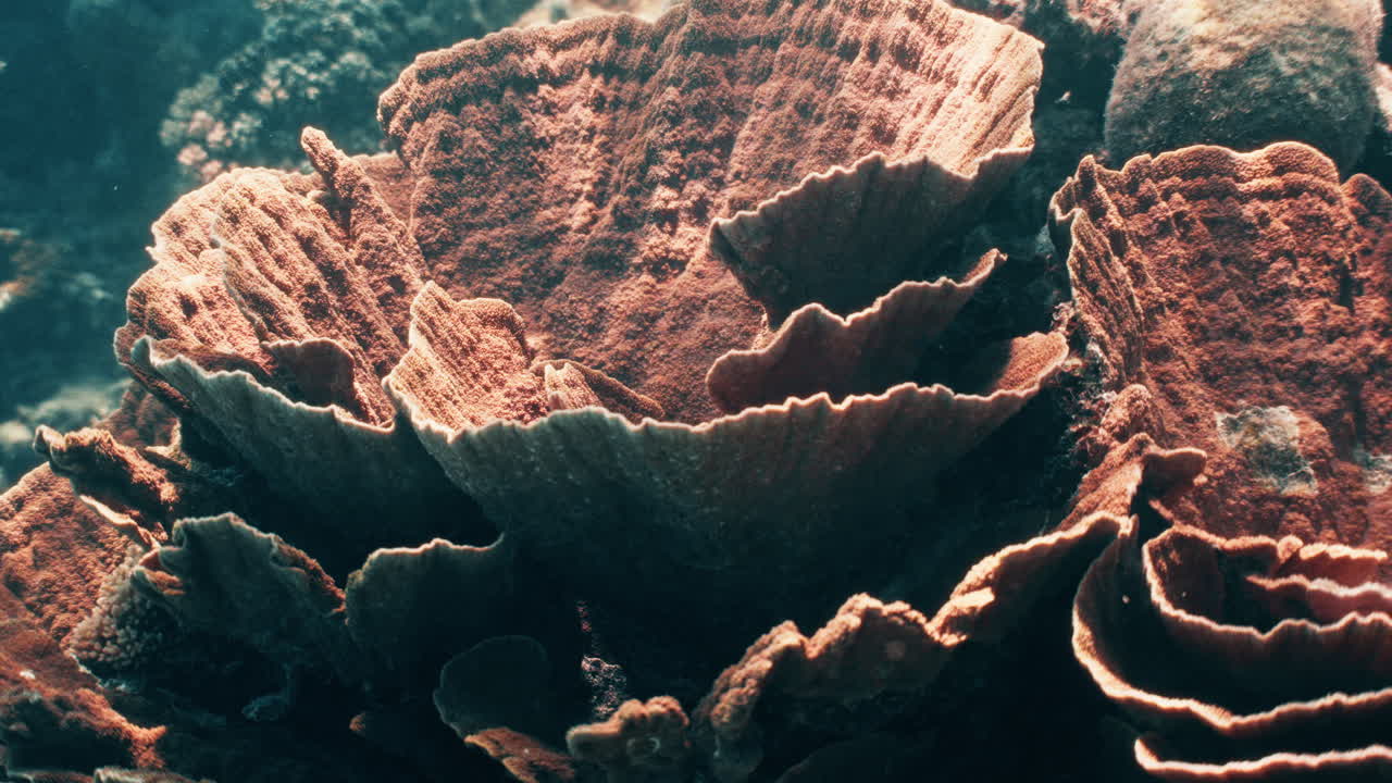 A macro-style underwater shot of a stunning coral colony, rich in texture and detail, glowing under the filtered sunlight of the ocean. Perfect for marine biology or reef conservation themes