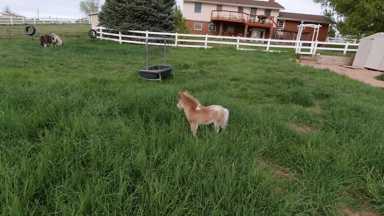caballos en miniatura jugando y corriendo en un pasto de hierba
