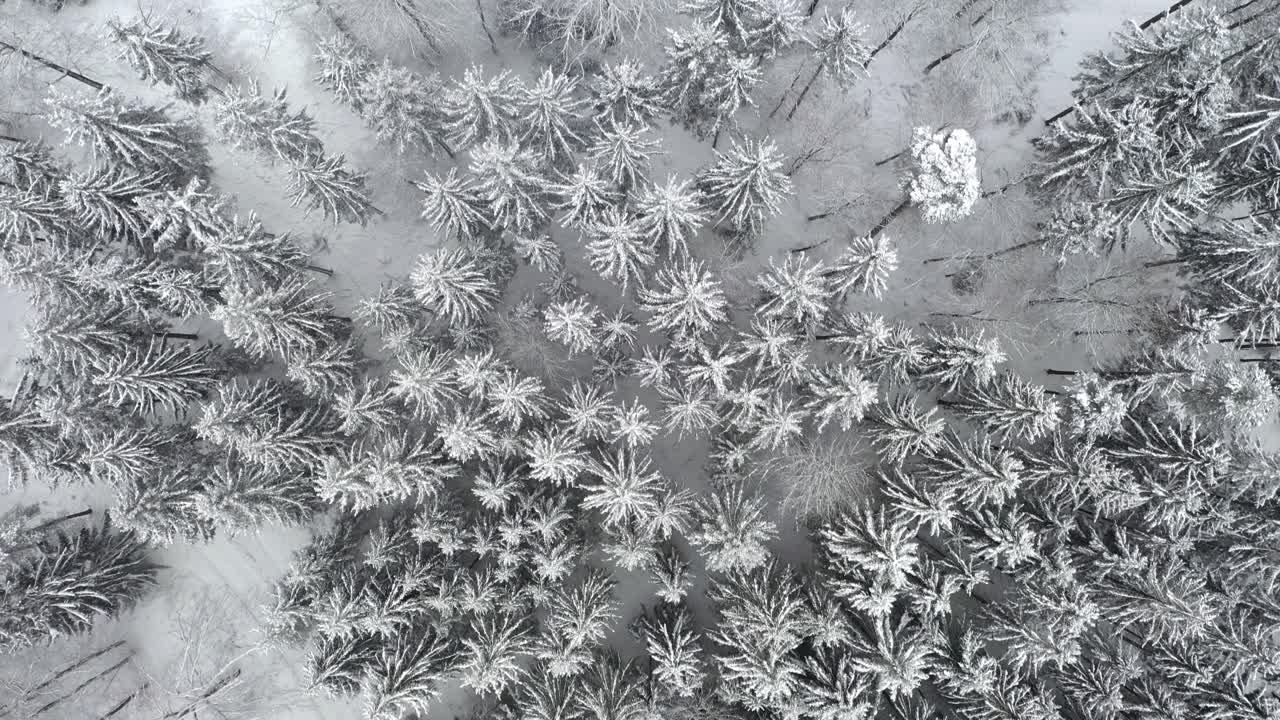 video de drones volando sobre el bosque de invierno, hermosos árboles nevados
