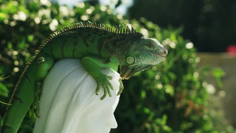 iguana rests on statue mary 4