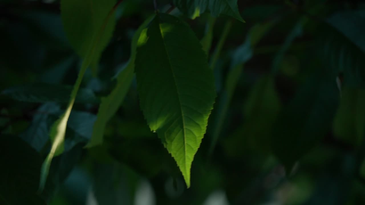Vista em close-up de folha verde brilhante apanhada num feixe de luz solar contra um fundo escuro e desfocado. O efeito de holofote natural realça as nervuras e a textura da folha no jardim de Cesis
