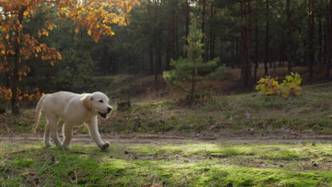 Un-Lindo-Cachorro-De-Golden-Retriever-Corre-Por-Un-Sendero-En-Un-Pintoresco-Bosque-Otoñal.-Iluminación-Cinematográfica-Antes-Del-Atardecer