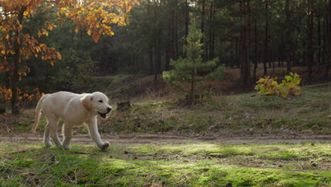 un lindo cachorro de golden retriever corre a lo largo de un camino en un pintoresco bosque de otoño. iluminación cinematográfica antes de la puesta del sol
