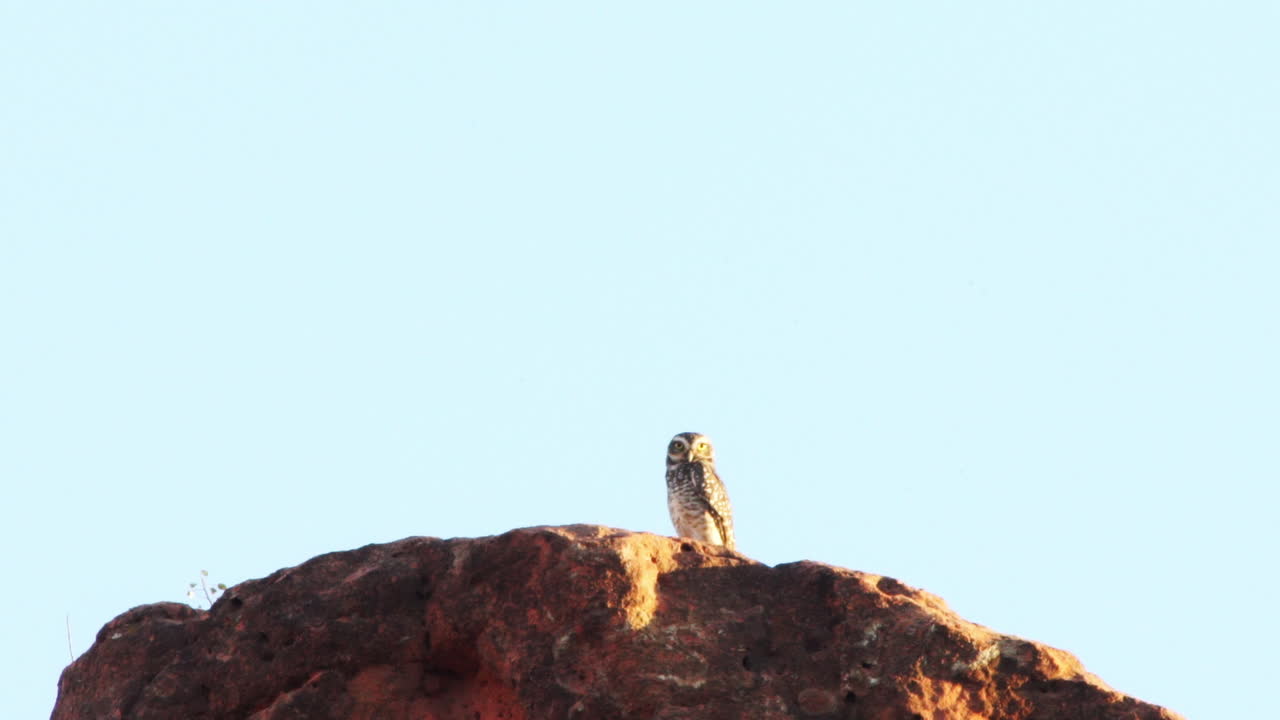 búho en la cima del acantilado de arenisca en caatinga, brasil