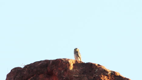 Owl-on-top-of-sandstone-cliff-in-Caatinga,-Brazil