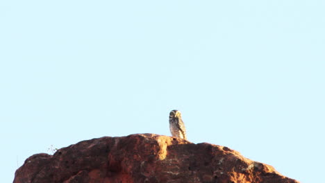 Eule-Auf-Sandsteinfelsen-In-Caatinga,-Brasilien