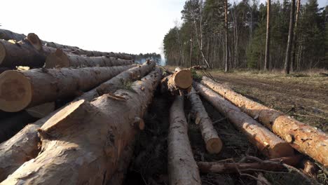 rural landscape with a stack of huge tree trunks lying in a pine forest at a summer day