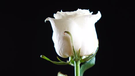una rosa blanca fresca girando lentamente sobre un telón de fondo negro.