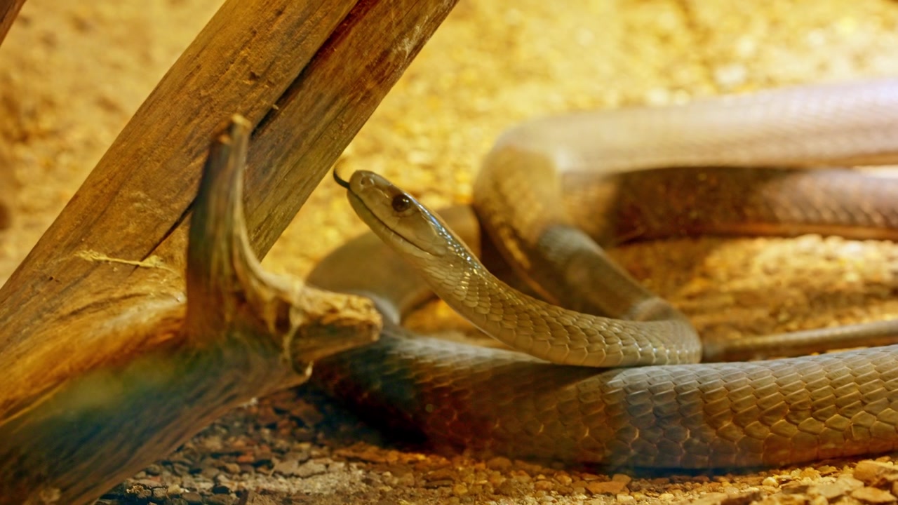 Venomous black mamba snake flickering its tongue