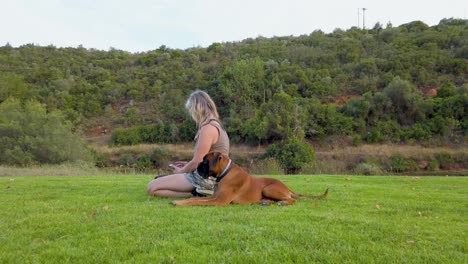 un cachorro de perro boxeador después de una cirugía recuperándose en el parque con su dueño