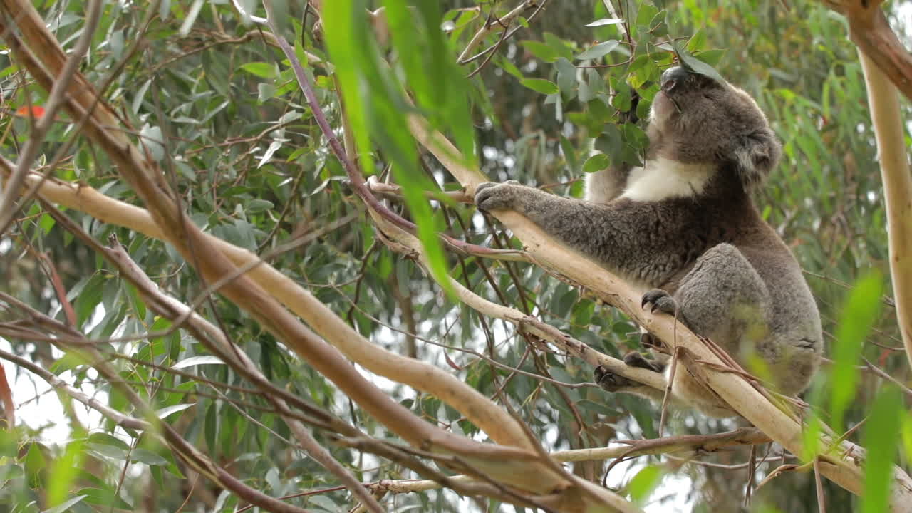 Koala eating leaves in a gum tree