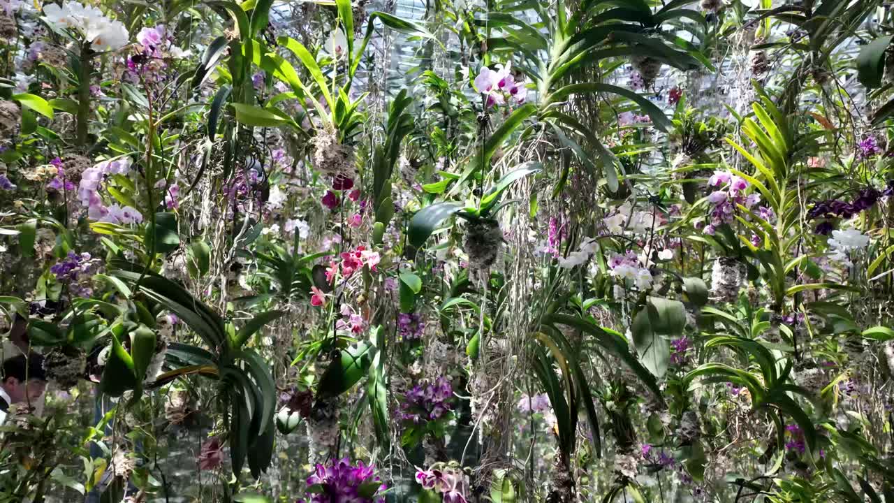 Vibrant display of orchids greenhouse garden Vanda falcata Neofinetia flowers nature