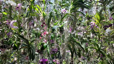 vibrant display of orchids greenhouse garden vanda falcata neofinetia flowers nature