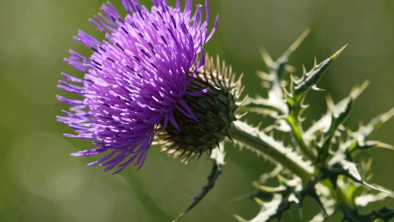 Close-up Bunga Thistle Ungu Cerah di Padang Rumput