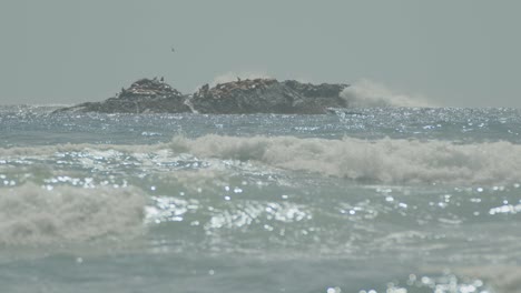 grandes olas chocando contra la roca en el océano con un montón de leones marinos
