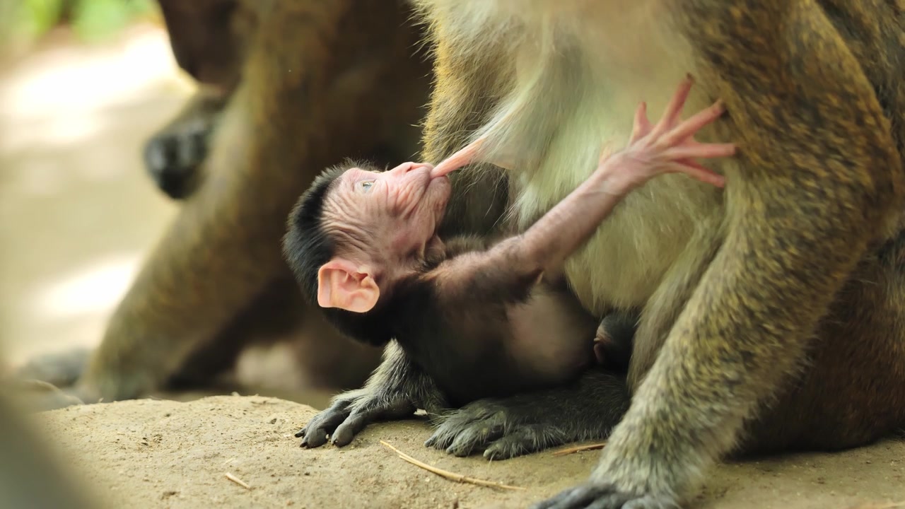 柔らかな森のボケを背景に、自然な授乳行動を示す野生動物のクローズアップの瞬間