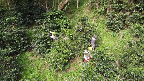 coffee farmers working hard to get the fruits of the trees