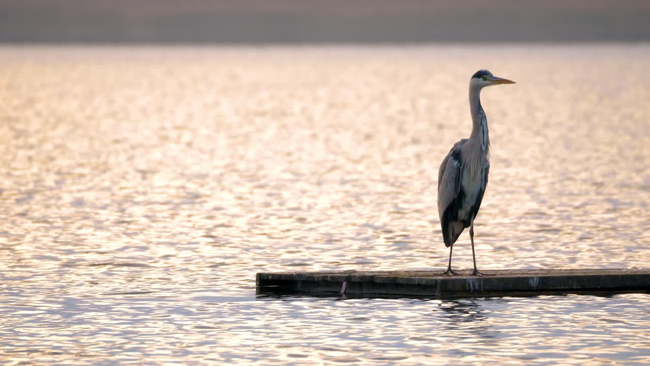 Grey Heron at Sunset