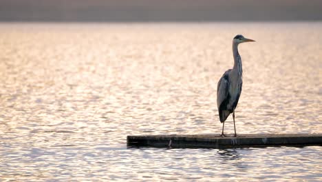 grey heron at sunset