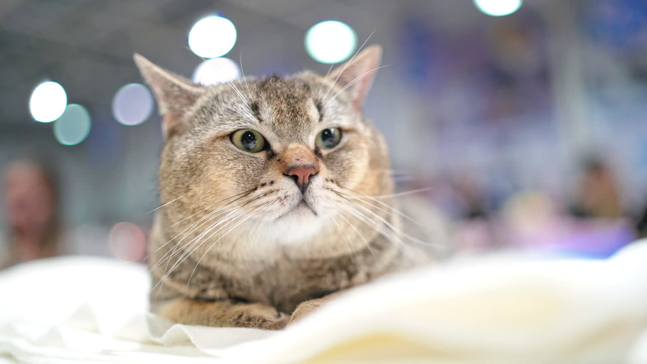 Scottish Fold cat resting on the sofa. Large cat looking in the camera.